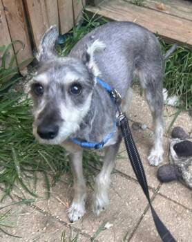 Rescue Miniature Schnauzer Dogs for Adoption - Hunter | PetCurious