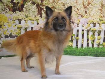 Pomeranian and Mixed Breed Dogs Available for Adoption in Oroville, California - MISSY | PetCurious
