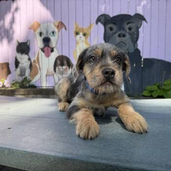 Blueberry -  French Bulldog and Mixed Breed Dog for Adoption in Madison, Wisconsin - Blueberry | PetCurious
