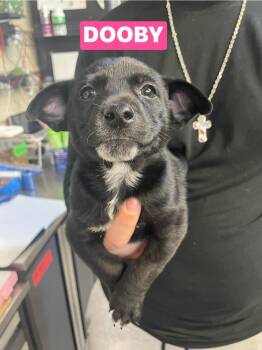 Chihuahua and Miniature Pinscher Dogs Available for Adoption - JV Dooby | PetCurious