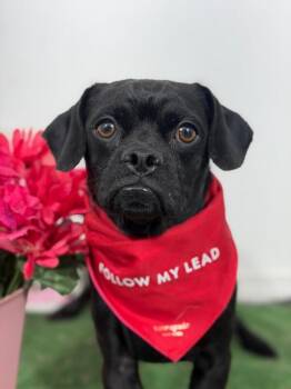 Chipotle the pug-One of our Amazing Rescue Dogs -  Pug and Mixed Breed Dog for Adoption in Carlsbad, California - Chipotle The Pug-One Of Our Amazing Rescue Dogs | PetCurious