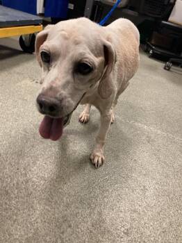 TRAVIESA -  Mixed Breed Dog for Adoption in Dallas, Texas - TRAVIESA | PetCurious