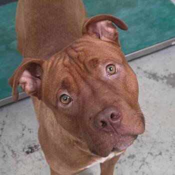 Terrier and American Bulldog Dogs Available for Adoption in Bronson, Florida - Big Red | PetCurious