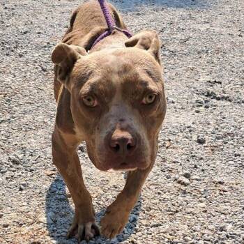 Barrett -  English Bulldog and Mixed Breed Dog for Adoption in Valley, Alabama - Barrett | PetCurious
