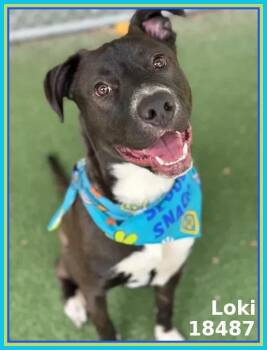 Hound and Labrador Retriever Dogs Available for Adoption in Marietta, Georgia - LOKI | PetCurious