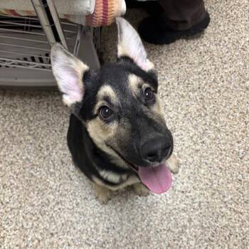 Shadow -  German Shepherd Dog Dog for Adoption in Tempe, Arizona - Shadow | PetCurious