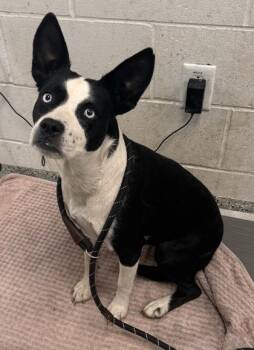 Lana -  Pit Bull Terrier and Mixed Breed Dog for Adoption in Kansas City, Missouri - Lana | PetCurious