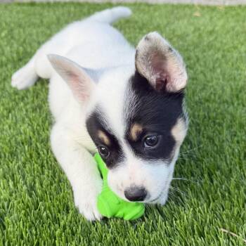 Mixed Breed Dogs Available for Adoption in Sonoma, California - Livie | PetCurious