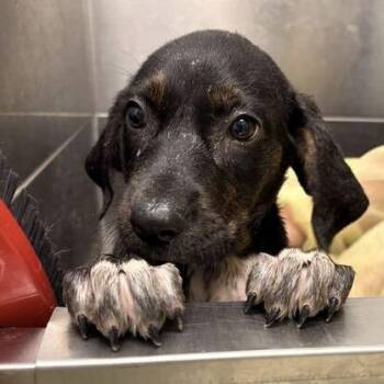 Ivy -  Labrador Retriever and Mixed Breed Dog for Adoption in Marshall, Virginia - Ivy | PetCurious