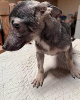 Rescue Chihuahua and Terrier Dogs for Adoption in Fresno, California - Ernie | PetCurious