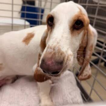 Winston -  Basset Hound Dog for Adoption in Austin, Texas - Winston | PetCurious