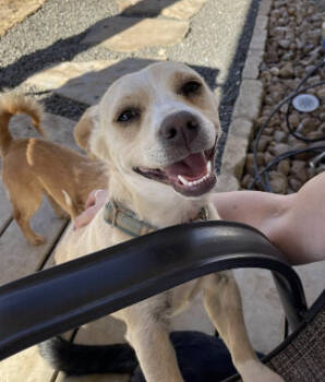 Rescue Chihuahua Dogs for Adoption in Pflugerville, Texas - Jimmy | PetCurious