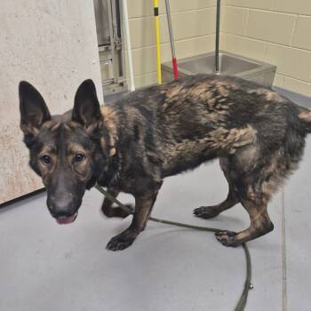 Rescue Mixed Breed Dogs for Adoption in Columbus, Georgia - 11/05/2025-Stray-GarrettLakeDrive | PetCurious