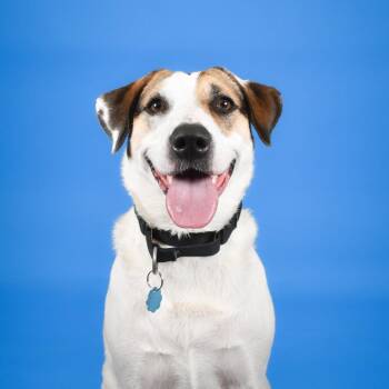 Olive -  Hound and Mixed Breed Dog for Adoption in West Palm Beach, Florida - Olive | PetCurious