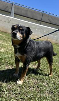 Chihuahua and Shepherd Dogs Available for Adoption in Rockaway, New Jersey - Sadie Dixon | PetCurious