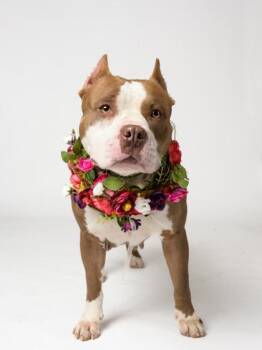 Rosa -  Mixed Breed Dog for Adoption in Atlanta, Georgia - Rosa | PetCurious