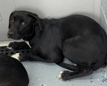 Labrador Retriever Dogs Available for Adoption in Greencastle, Indiana - Mavis | PetCurious