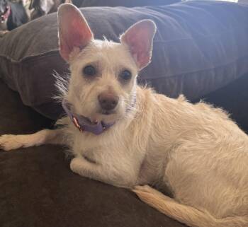 Poppi Lou -  Mixed Breed Dog for Adoption in Chelmsford, Massachusetts - Poppi Lou | PetCurious