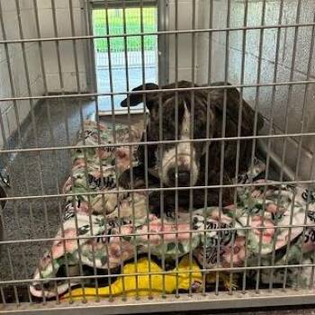 Mixed Breed Dogs Available for Adoption in Jeffersonville, Indiana - Marmaduke | PetCurious