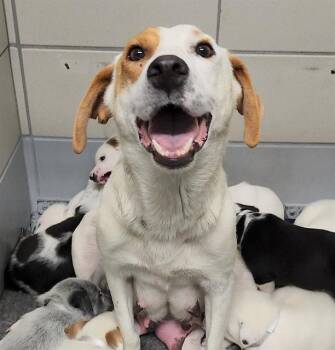 American Staffordshire Terrier and Mixed Breed Dogs Available for Adoption in Houston, Texas - ALICE | PetCurious