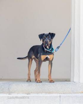 Rottweiler and Hound Dogs Available for Adoption in Powhatan, Virginia - Roxy | PetCurious