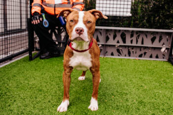 Rescue Mixed Breed Dogs for Adoption in West Chester, Pennsylvania - Echo | PetCurious