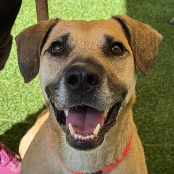 Hoka -  Black Mouth Cur and Mixed Breed Dog for Adoption in Durango, Colorado - Hoka | PetCurious
