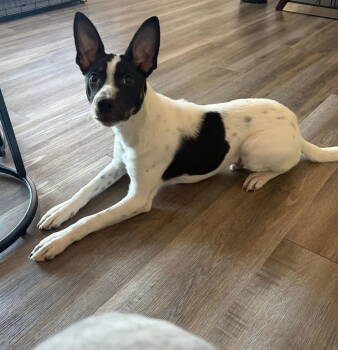 Rescue Jack Russell Terrier and Terrier Dogs for Adoption in The Woodlands, Texas - Poco | PetCurious