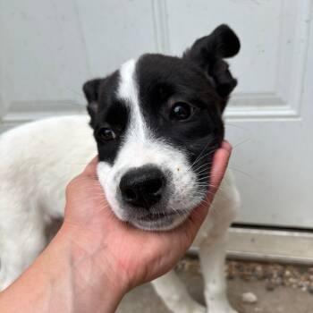 Shirley -  Australian Cattle Dog Blue Heeler and Mixed Breed Dog for Adoption in West Des Moines, Iowa - Shirley | PetCurious