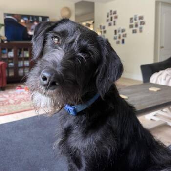 Roo -  Terrier Dog for Adoption in Sonoma, California - Roo | PetCurious