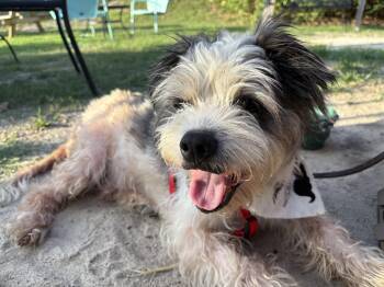 Sam -  Lhasa Apso and Terrier Dog for Adoption in Holly Springs, North Carolina - Sam | PetCurious
