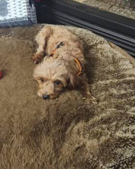 Rescue Cockapoo Dogs for Adoption in Lethbridge, Alberta - Ace | PetCurious
