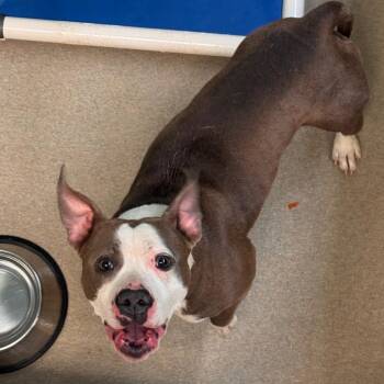 Pit Bull Terrier Dogs Available for Adoption - Shelly | PetCurious