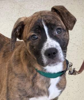 Terrier Dogs Available for Adoption - Oliver | PetCurious