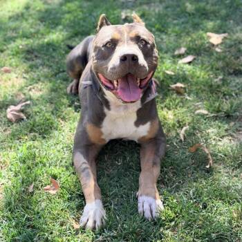 MASON -  American Bulldog Dog for Adoption in Riverside, California - MASON | PetCurious