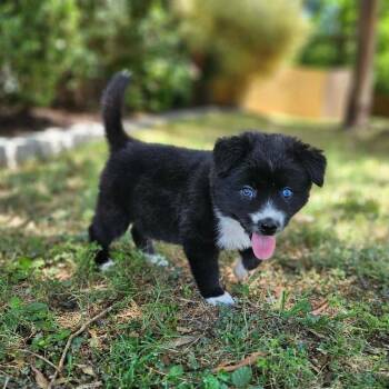 Husky and Mixed Breed Dogs Available for Adoption in Griswold, Connecticut - Desdomina | PetCurious