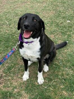 Labrador Retriever Dogs Available for Adoption - Holly | PetCurious