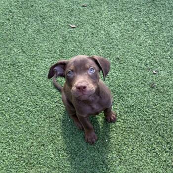 Chili 0470 -  Mixed Breed Dog for Adoption in Loxahatchee Groves, Florida - Chili 0470 | PetCurious