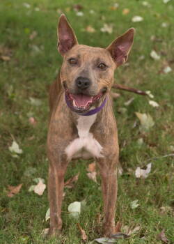 Rescue Terrier Dogs for Adoption in Southaven, Mississippi - HONEY | PetCurious