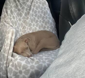 Trix -  Pit Bull Terrier Dog for Adoption in Youngsville, North Carolina - Trix | PetCurious