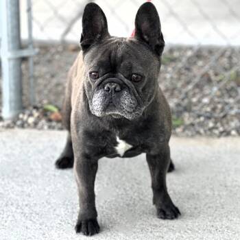 60580101 -  French Bulldog Dog for Adoption in Elko, Nevada - 60580101 | PetCurious