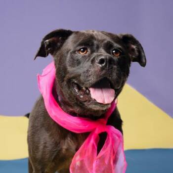 Salt Shaker -  Labrador Retriever and Pit Bull Terrier Dog for Adoption in Atlanta, Georgia - Salt Shaker | PetCurious