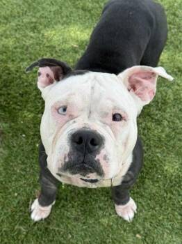 Tera - 1 -  English Bulldog and Mixed Breed Dog for Adoption in Daytona Beach, Florida - Tera - 1 | PetCurious