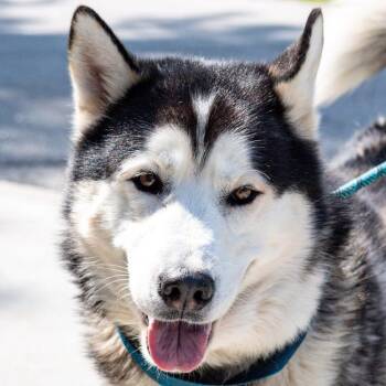 Torro -  Alaskan Malamute and Mixed Breed Dog for Adoption in Kennebunk, Maine - Torro | PetCurious