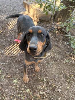 Mable -  Black And Tan Coonhound Dog for Adoption in Redmond, Oregon - Mable | PetCurious