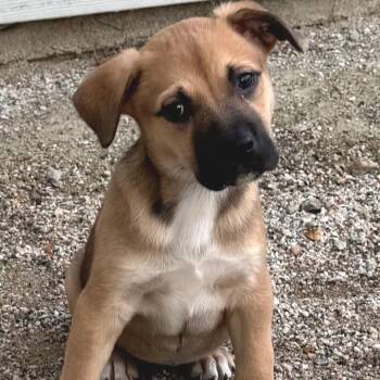 German Shepherd Dog and Husky Dogs Available for Adoption in Chesapeake, Virginia - Nelly | PetCurious