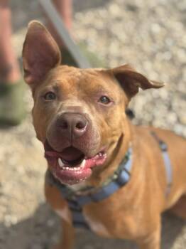 Rescue Pit Bull Terrier Dogs for Adoption in Indianapolis, Indiana - Gustav | PetCurious