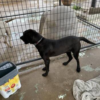 Labrador Retriever Dogs Available for Adoption in Hearne, Texas - Milo | PetCurious