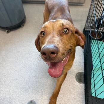 Tucker -  Bloodhound Dog for Adoption in Horn Lake, Mississippi - Tucker | PetCurious