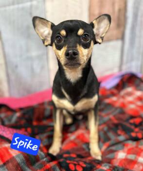 Rescue Chihuahua Dogs for Adoption in Wheelersburg, Ohio - Spike | PetCurious